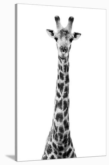 Safari Profile Collection - Giraffe White Edition VIII-Philippe Hugonnard-Stretched Canvas