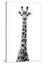 Safari Profile Collection - Giraffe White Edition VIII-Philippe Hugonnard-Stretched Canvas