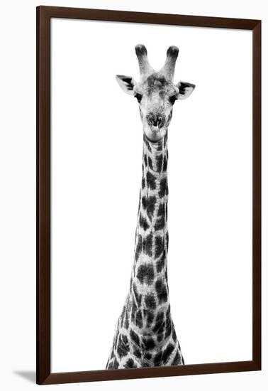 Safari Profile Collection - Giraffe White Edition VIII-Philippe Hugonnard-Framed Photographic Print