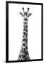 Safari Profile Collection - Giraffe White Edition VIII-Philippe Hugonnard-Framed Photographic Print