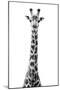 Safari Profile Collection - Giraffe White Edition VIII-Philippe Hugonnard-Mounted Premium Photographic Print