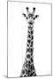 Safari Profile Collection - Giraffe White Edition VIII-Philippe Hugonnard-Mounted Premium Photographic Print