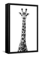 Safari Profile Collection - Giraffe White Edition VIII-Philippe Hugonnard-Framed Stretched Canvas