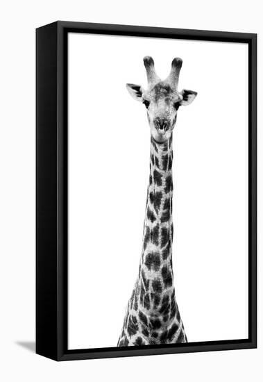 Safari Profile Collection - Giraffe White Edition VIII-Philippe Hugonnard-Framed Stretched Canvas