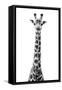 Safari Profile Collection - Giraffe White Edition VIII-Philippe Hugonnard-Framed Stretched Canvas