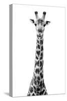 Safari Profile Collection - Giraffe White Edition VIII-Philippe Hugonnard-Stretched Canvas