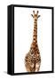 Safari Profile Collection - Giraffe White Edition-Philippe Hugonnard-Framed Stretched Canvas