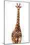 Safari Profile Collection - Giraffe White Edition-Philippe Hugonnard-Mounted Photographic Print