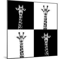 Safari Profile Collection - Giraffes II-Philippe Hugonnard-Mounted Photographic Print