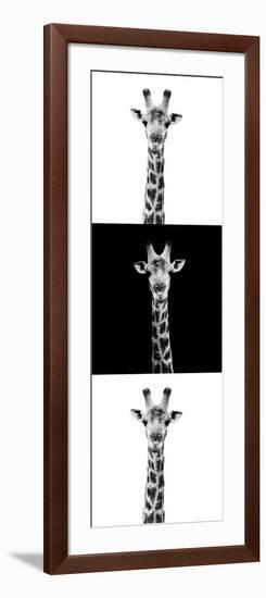 Safari Profile Collection - Giraffes IV-Philippe Hugonnard-Framed Photographic Print