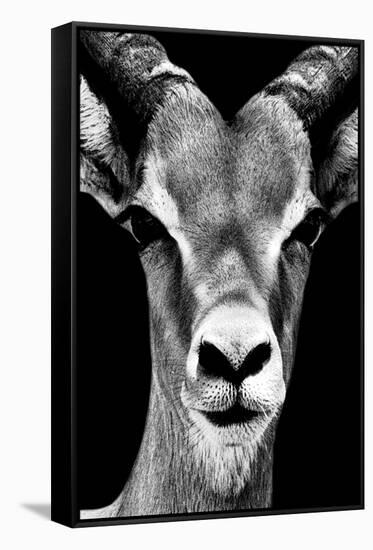 Safari Profile Collection - Portrait of Antelope Black Edition-Philippe Hugonnard-Framed Stretched Canvas
