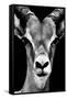 Safari Profile Collection - Portrait of Antelope Black Edition-Philippe Hugonnard-Framed Stretched Canvas