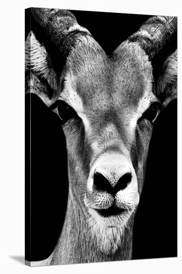 Safari Profile Collection - Portrait of Antelope Black Edition-Philippe Hugonnard-Stretched Canvas