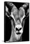 Safari Profile Collection - Portrait of Antelope Black Edition-Philippe Hugonnard-Framed Stretched Canvas