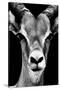 Safari Profile Collection - Portrait of Antelope Black Edition-Philippe Hugonnard-Stretched Canvas