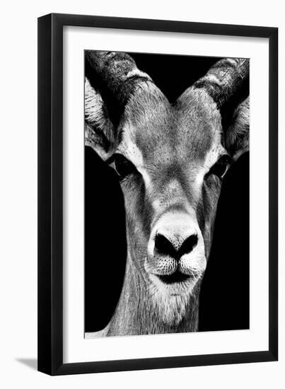 Safari Profile Collection - Portrait of Antelope Black Edition-Philippe Hugonnard-Framed Premium Photographic Print