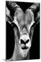 Safari Profile Collection - Portrait of Antelope Black Edition-Philippe Hugonnard-Mounted Photographic Print