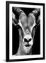 Safari Profile Collection - Portrait of Antelope Black Edition-Philippe Hugonnard-Framed Photographic Print