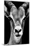 Safari Profile Collection - Portrait of Antelope Black Edition-Philippe Hugonnard-Mounted Photographic Print