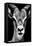 Safari Profile Collection - Portrait of Antelope Black Edition-Philippe Hugonnard-Framed Stretched Canvas