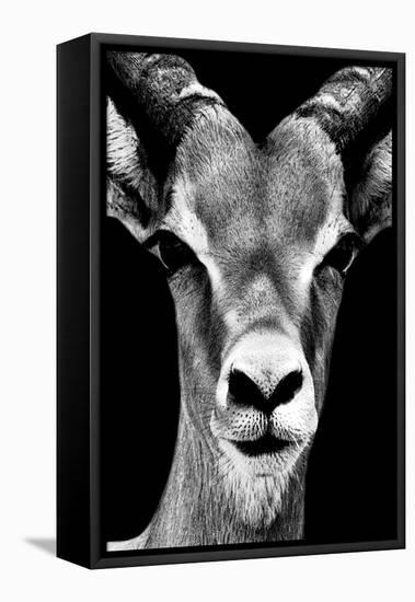 Safari Profile Collection - Portrait of Antelope Black Edition-Philippe Hugonnard-Framed Stretched Canvas