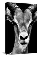 Safari Profile Collection - Portrait of Antelope Black Edition-Philippe Hugonnard-Stretched Canvas