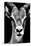 Safari Profile Collection - Portrait of Antelope Black Edition-Philippe Hugonnard-Stretched Canvas