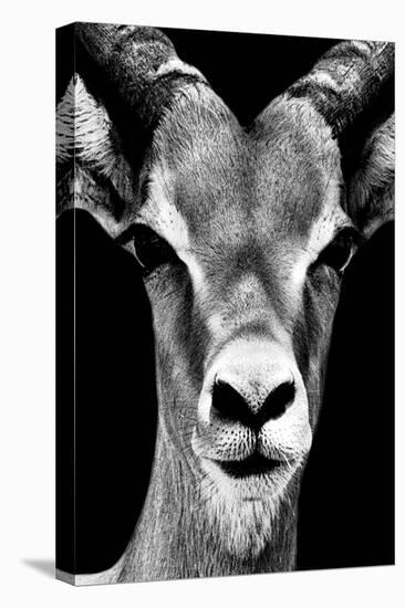 Safari Profile Collection - Portrait of Antelope Black Edition-Philippe Hugonnard-Stretched Canvas