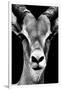 Safari Profile Collection - Portrait of Antelope Black Edition-Philippe Hugonnard-Framed Photographic Print