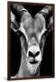 Safari Profile Collection - Portrait of Antelope Black Edition-Philippe Hugonnard-Framed Photographic Print