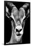 Safari Profile Collection - Portrait of Antelope Black Edition-Philippe Hugonnard-Framed Photographic Print