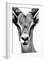 Safari Profile Collection - Portrait of Antelope White Edition-Philippe Hugonnard-Framed Photographic Print