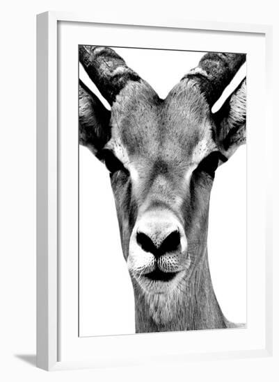 Safari Profile Collection - Portrait of Antelope White Edition-Philippe Hugonnard-Framed Photographic Print