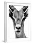 Safari Profile Collection - Portrait of Antelope White Edition-Philippe Hugonnard-Framed Photographic Print