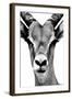 Safari Profile Collection - Portrait of Antelope White Edition-Philippe Hugonnard-Framed Photographic Print