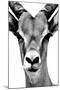 Safari Profile Collection - Portrait of Antelope White Edition-Philippe Hugonnard-Mounted Photographic Print