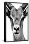 Safari Profile Collection - Portrait of Antelope White Edition-Philippe Hugonnard-Framed Stretched Canvas