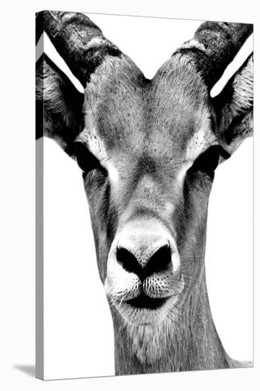 Safari Profile Collection - Portrait of Antelope White Edition-Philippe Hugonnard-Stretched Canvas