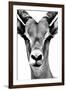 Safari Profile Collection - Portrait of Antelope White Edition-Philippe Hugonnard-Framed Photographic Print