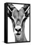 Safari Profile Collection - Portrait of Antelope White Edition-Philippe Hugonnard-Framed Stretched Canvas