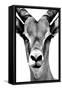 Safari Profile Collection - Portrait of Antelope White Edition-Philippe Hugonnard-Framed Stretched Canvas