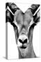 Safari Profile Collection - Portrait of Antelope White Edition-Philippe Hugonnard-Stretched Canvas