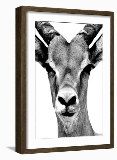 Safari Profile Collection - Portrait of Antelope White Edition-Philippe Hugonnard-Framed Photographic Print