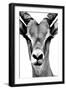 Safari Profile Collection - Portrait of Antelope White Edition-Philippe Hugonnard-Framed Photographic Print