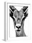 Safari Profile Collection - Portrait of Antelope White Edition-Philippe Hugonnard-Framed Photographic Print