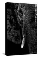 Safari Profile Collection - Portrait of Elephant Black Edition-Philippe Hugonnard-Stretched Canvas