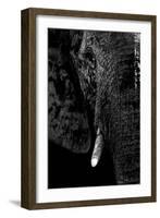 Safari Profile Collection - Portrait of Elephant Black Edition-Philippe Hugonnard-Framed Photographic Print