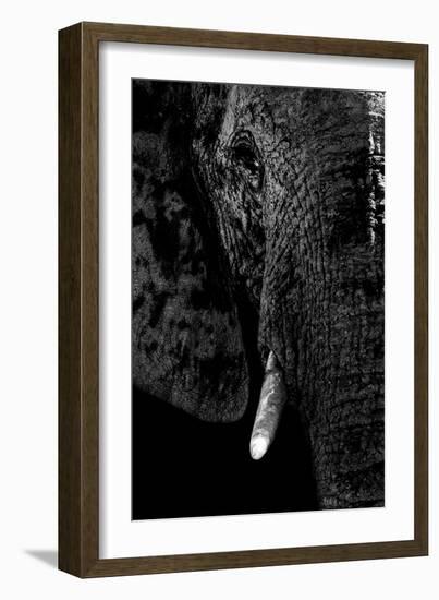 Safari Profile Collection - Portrait of Elephant Black Edition-Philippe Hugonnard-Framed Photographic Print