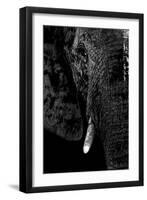 Safari Profile Collection - Portrait of Elephant Black Edition-Philippe Hugonnard-Framed Photographic Print