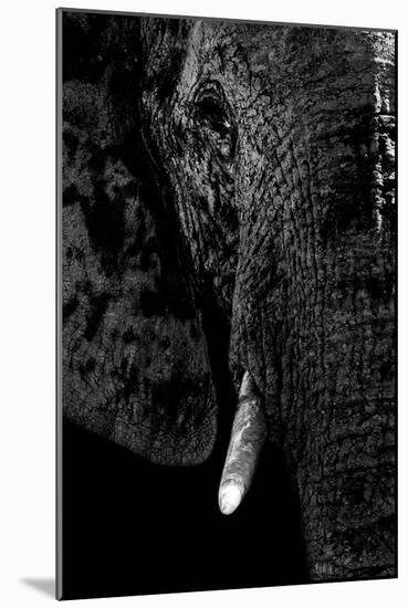 Safari Profile Collection - Portrait of Elephant Black Edition-Philippe Hugonnard-Mounted Photographic Print
